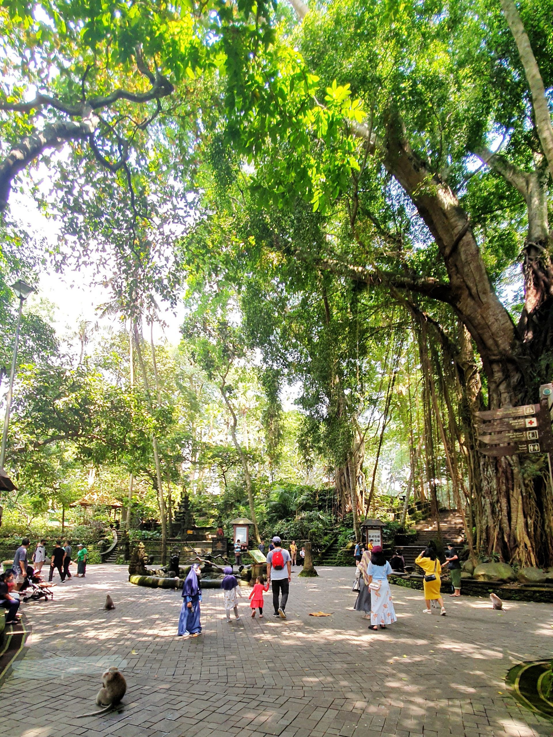Monkey Forest