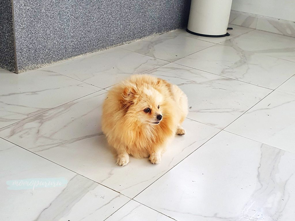 Anjing di Volcano Terrace Bali
