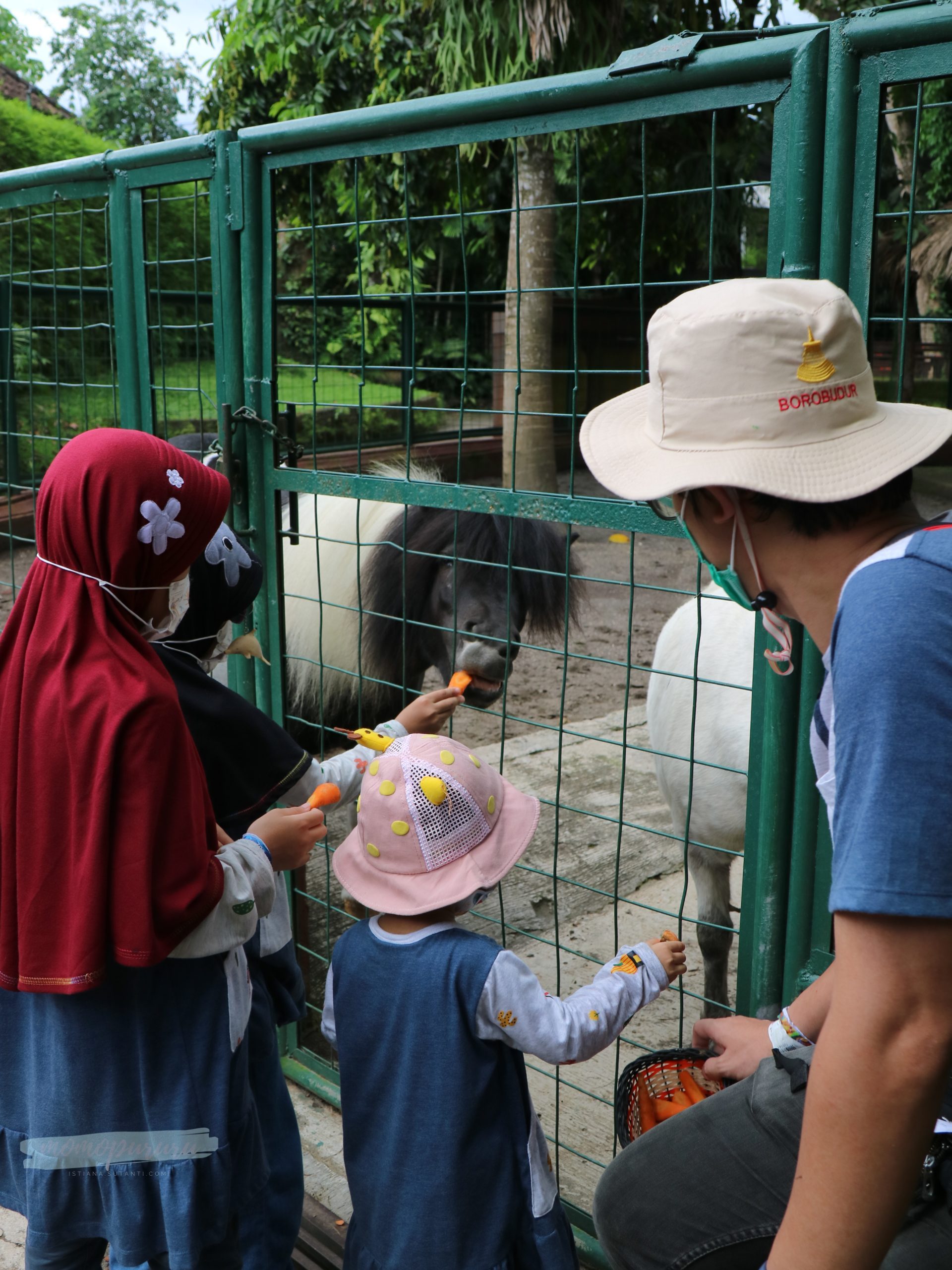 Memberi Makan Kuda Poni di Bali Zoo