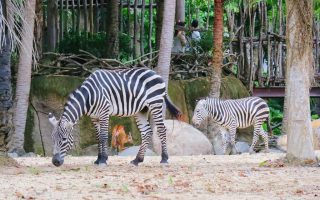 Zebra Bali Zoo
