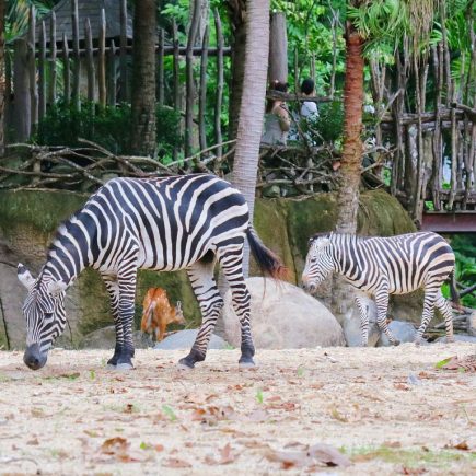 Zebra Bali Zoo
