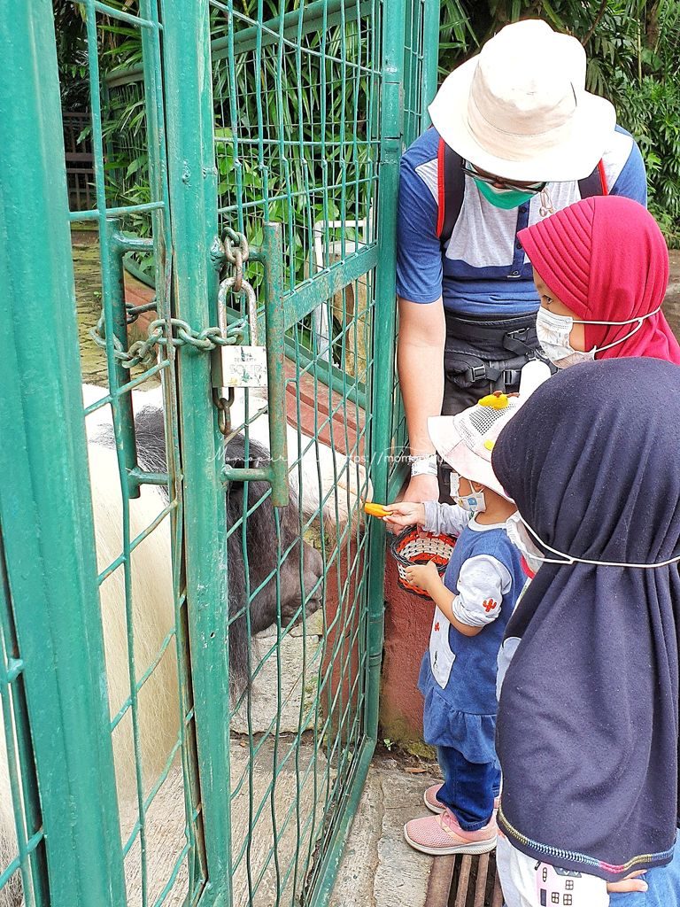 Nara memberi makan kuda poni di Bali Zoo