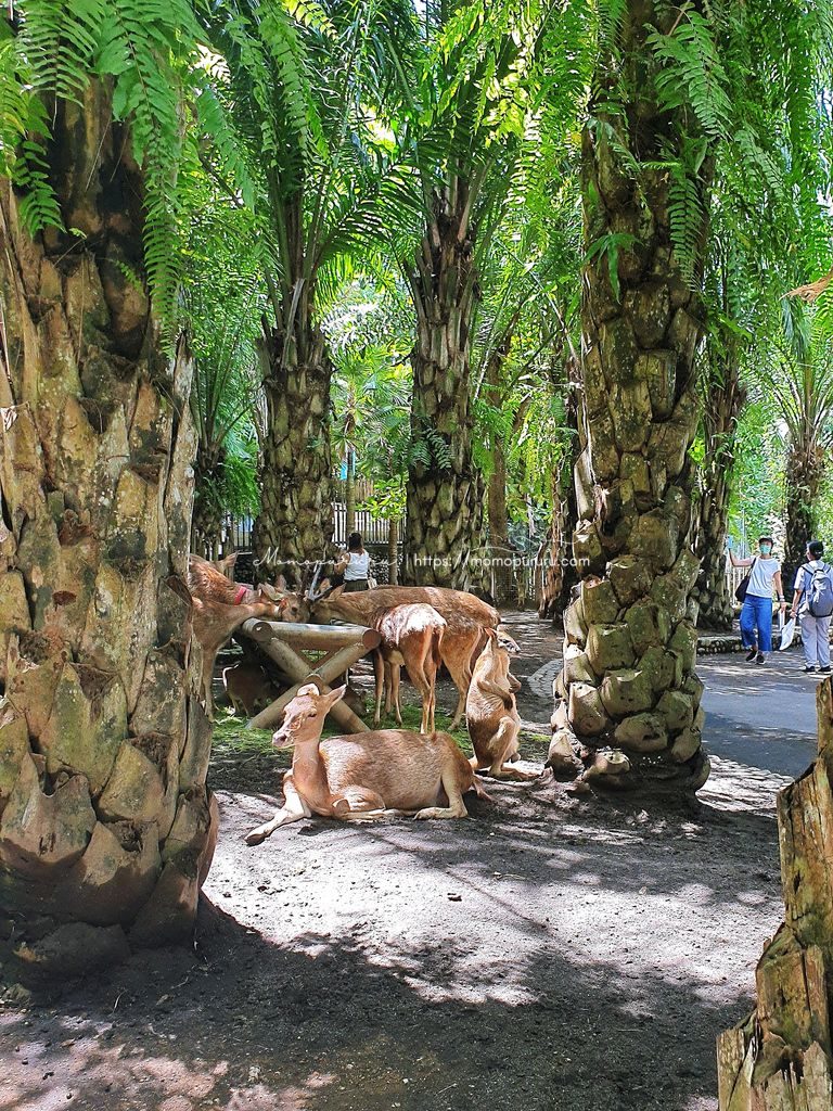 Rusa dan Kangguru Bali Zoo