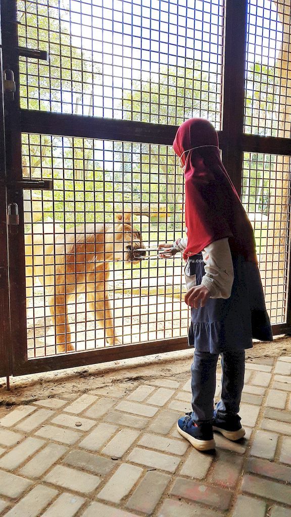 Naia Memberi Makan Singa di Bali Zoo