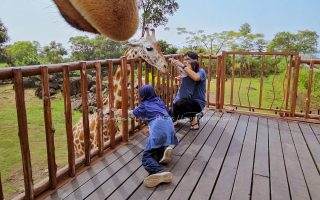 Memberi makan jerapah