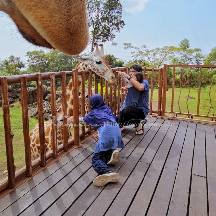 Memberi makan jerapah