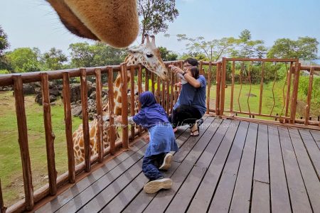 Memberi makan jerapah
