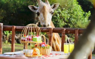 Disambut jerapah di Baobab Safari Resort