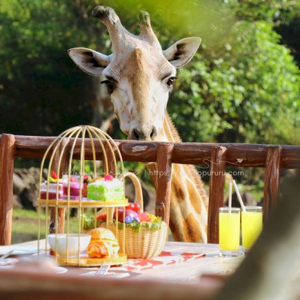 Disambut jerapah di Baobab Safari Resort