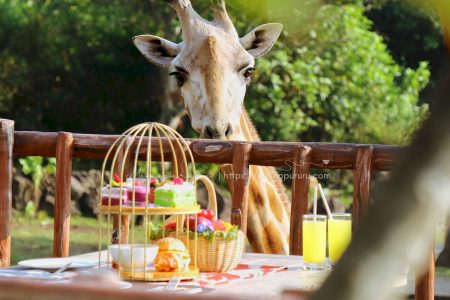 Disambut jerapah di Baobab Safari Resort