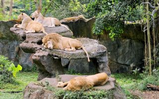 Singa di Taman Safari Prigen