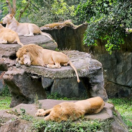 Singa di Taman Safari Prigen