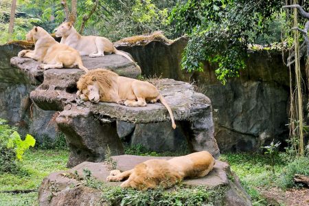Singa di Taman Safari Prigen