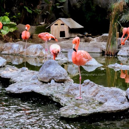 Flamingo di Batu Secret Zoo