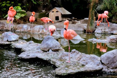 Flamingo di Batu Secret Zoo