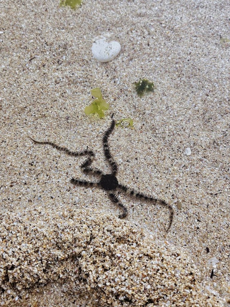 Bintang Laut di pantai Nguyahan