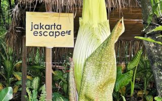 Bunga Bangkai Titan Arum