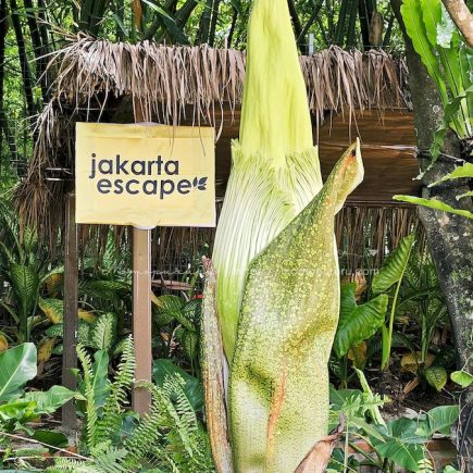 Bunga Bangkai Titan Arum