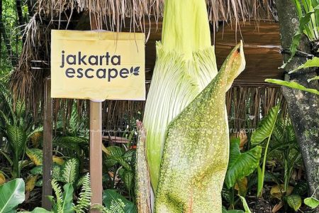 Bunga Bangkai Titan Arum