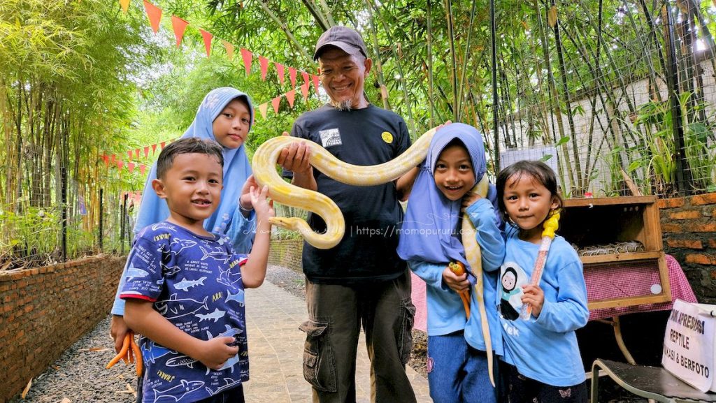 Menggendong ular piton albino