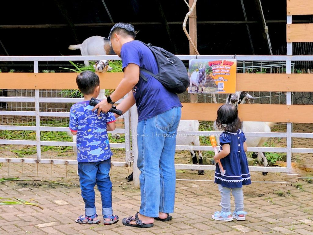 Memberi makan kambing