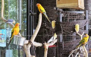 burung di aviary kaca