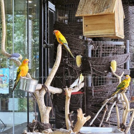 burung di aviary kaca