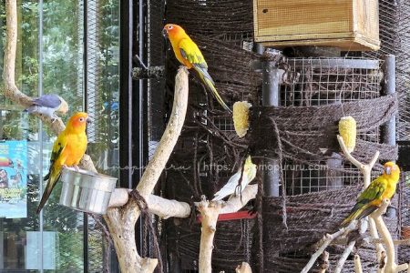 burung di aviary kaca