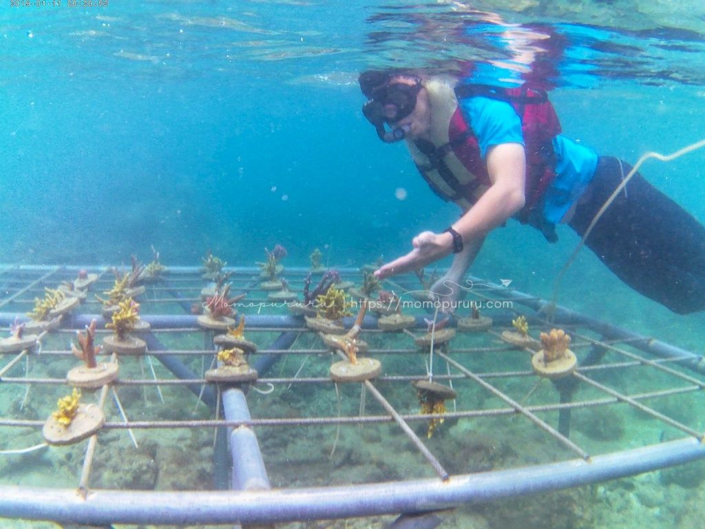 Melihat budi daya terumbu karang