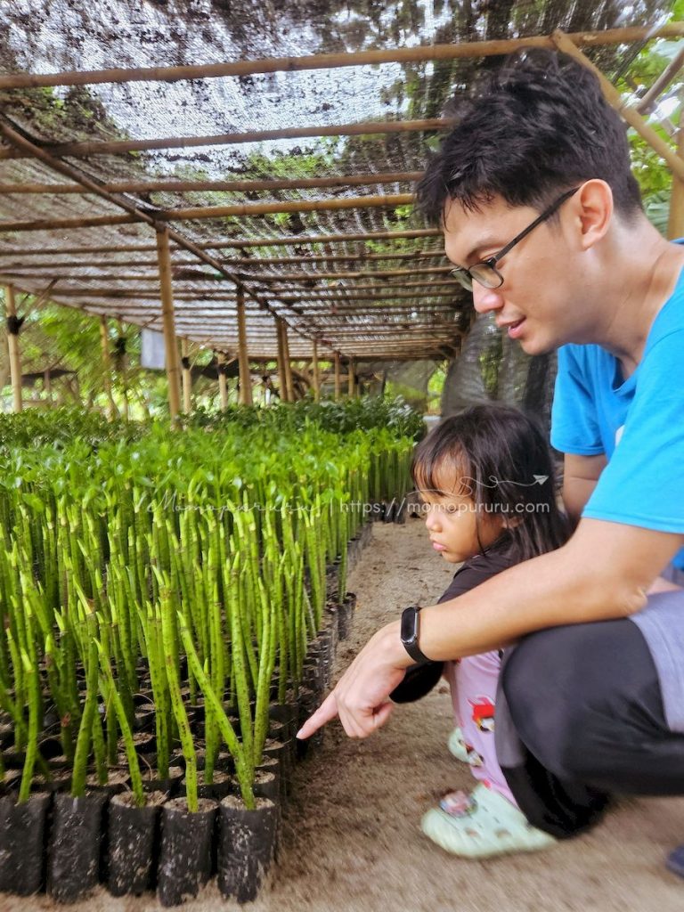 Konservasi Bakau Tidung