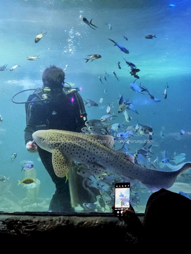 Memberi makan hiu zebra