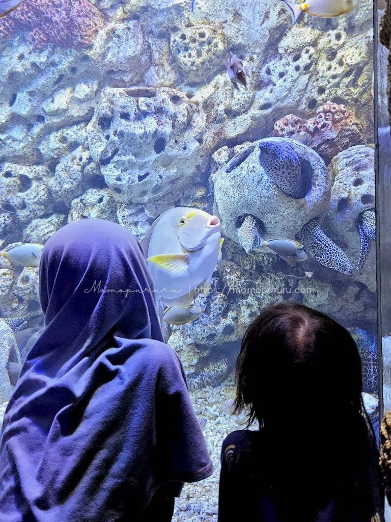 melihat ikan di akuarium