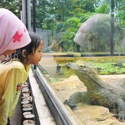 Komodo di museum komodo