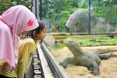 Komodo di museum komodo