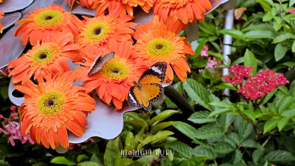 Butterfly Garden