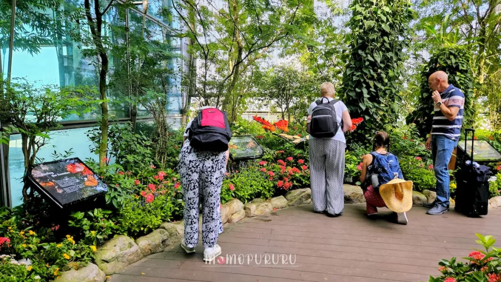 Butterfly Garden