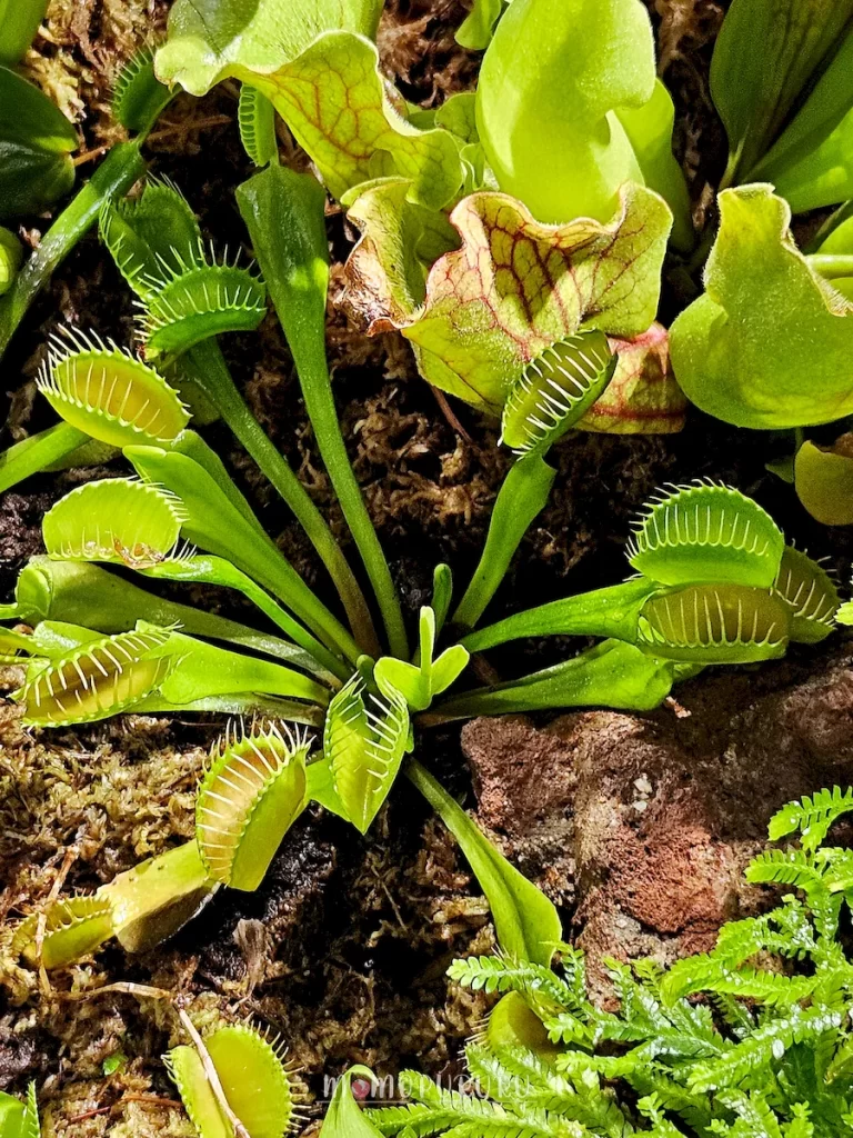 Venus Flytrap