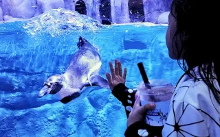 Melihat pinguin di BXSea