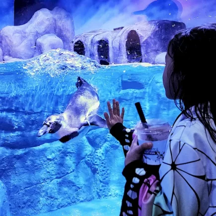 Melihat pinguin di BXSea