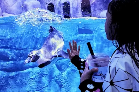 Melihat pinguin di BXSea