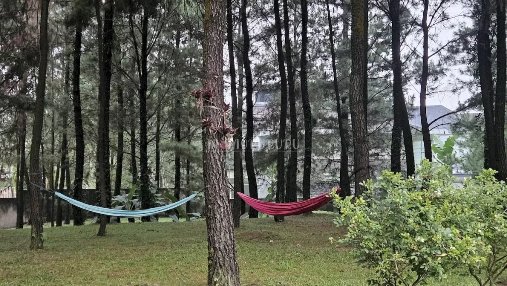 Seberang villa ada hutan pinus dan hammock