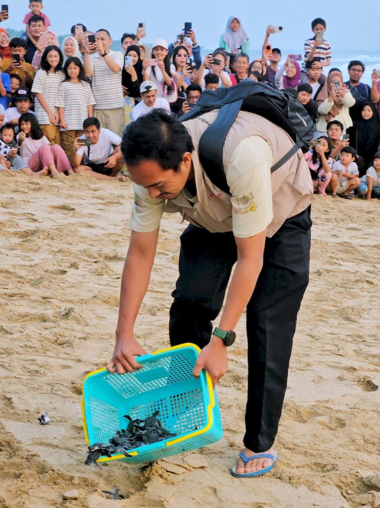 Pelepasan tukik