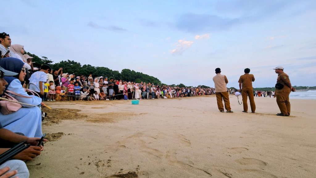 Pelepasan Tukik di Pantai Pangumbahan